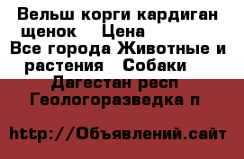 Вельш корги кардиган щенок  › Цена ­ 35 000 - Все города Животные и растения » Собаки   . Дагестан респ.,Геологоразведка п.